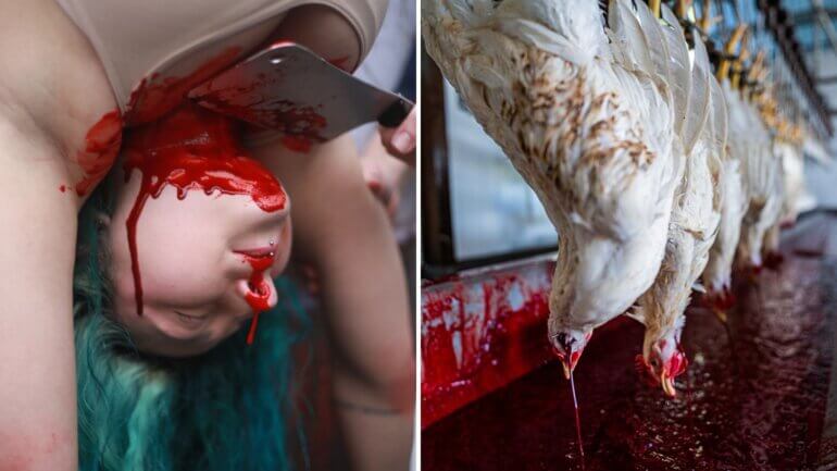 A side by side image of an activist covered in fake blood upside down next to a chicken in a slaughterhouse