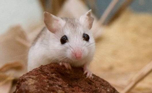A mouse staring into the camera