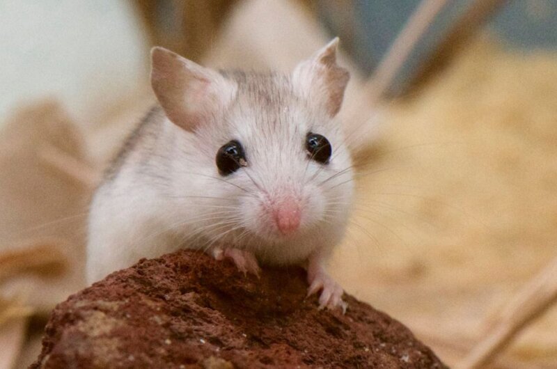 A mouse staring into the camera