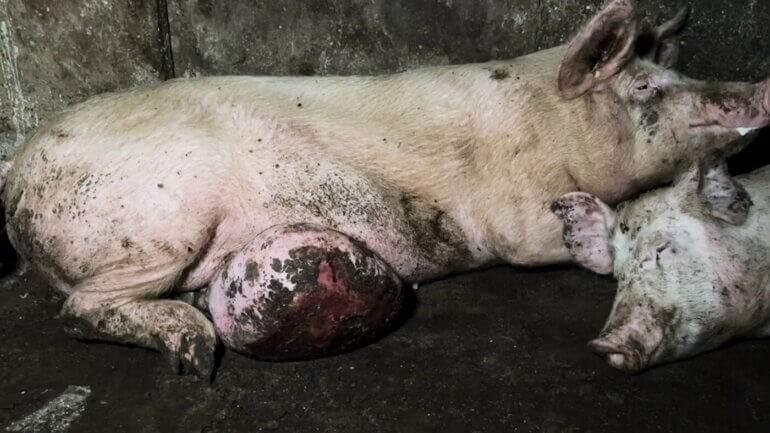 A pig with a growth on her stomach on a farm