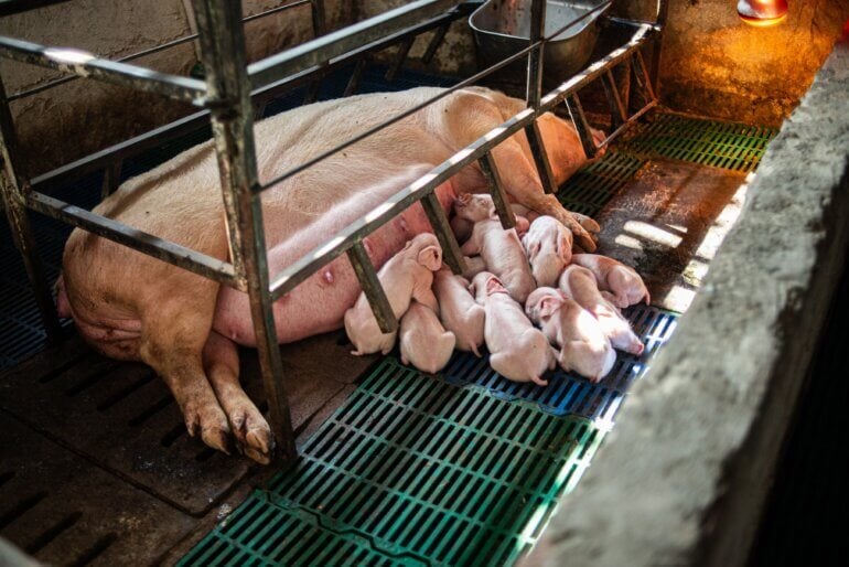 A mother pig in a farrowing crate with her babies