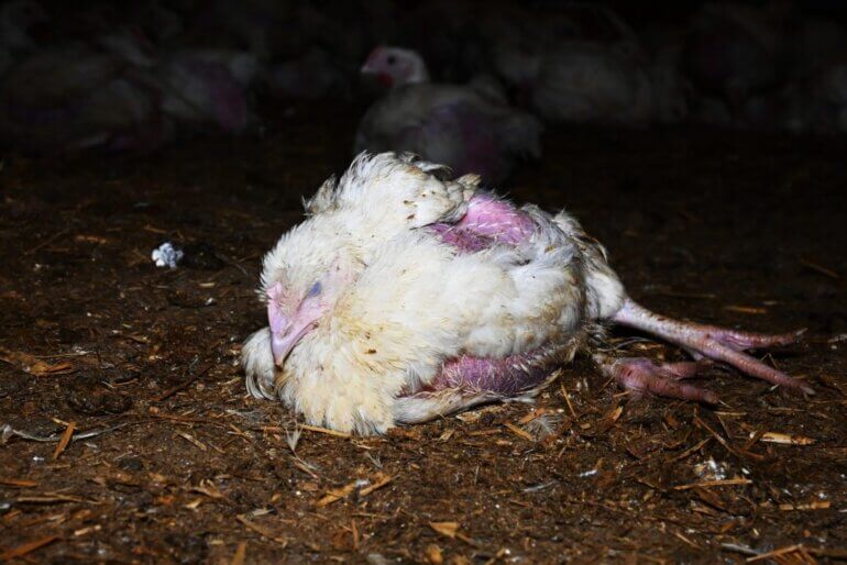 A dying chicken on a filthy farm floor