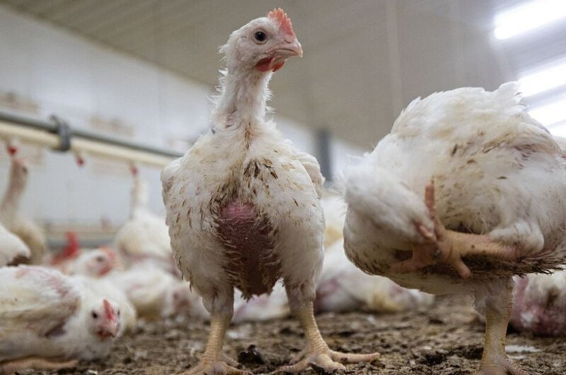 A chicken on a factory farm looking into the camera