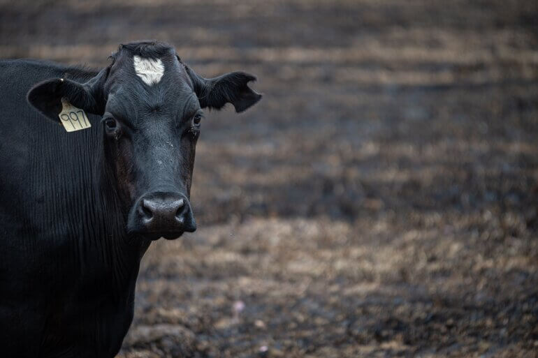 A black cow looking directly into the camera