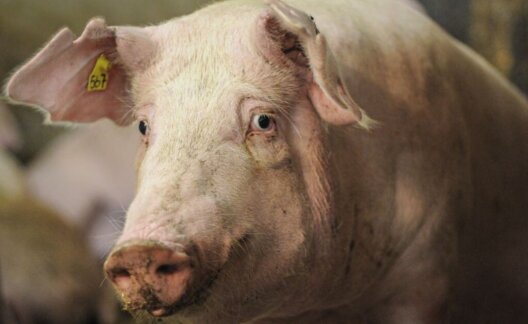 A pig looking into the camera