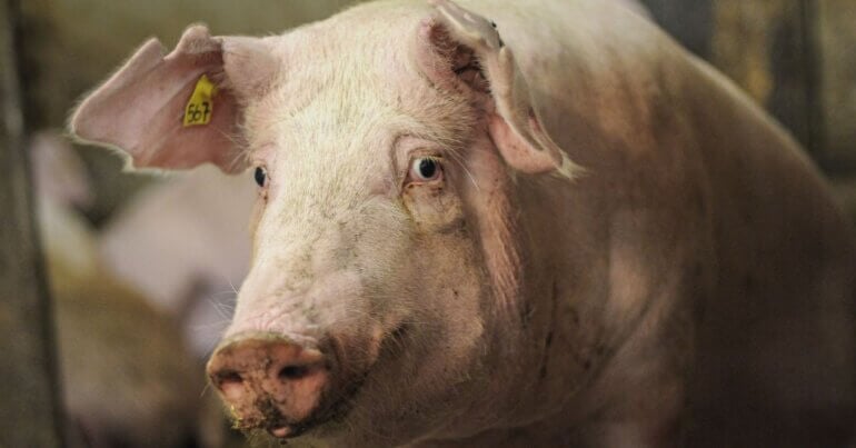 A pig looking into the camera