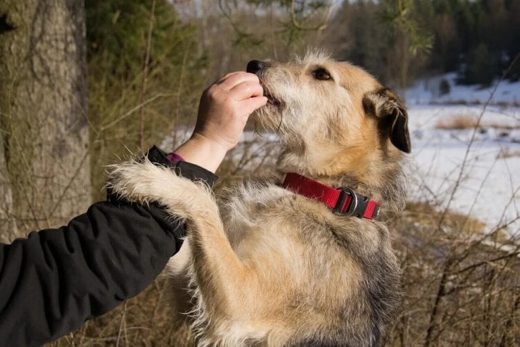 A dog being bed a treat by a human