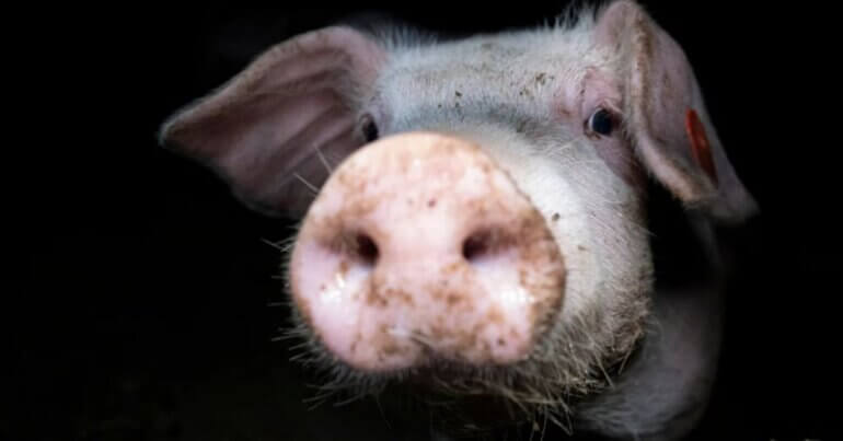 A close-up of a pig looking into the camera