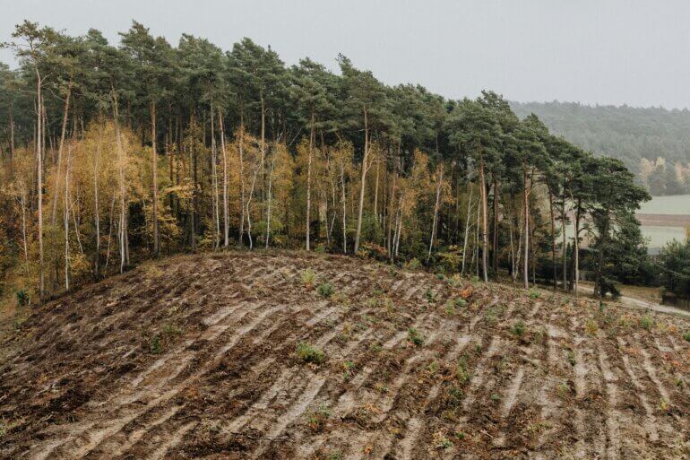 A deforested wood