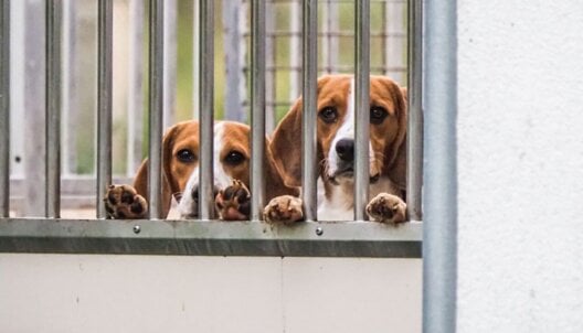 Beagles in an animal testing facility