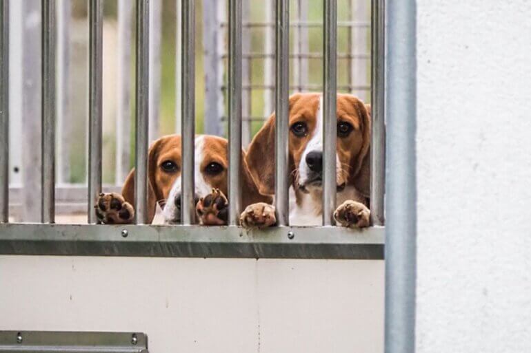 Beagles in an animal testing facility