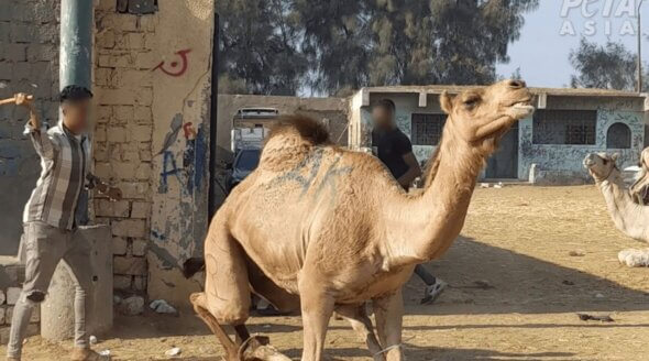 Animals are Suffering in Tourist Traps – Urge Your MP to Help Them