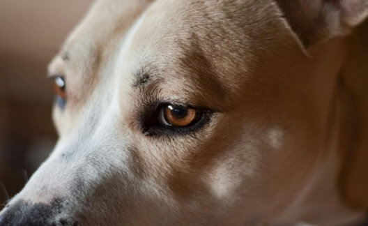 A close-up of a dog's face