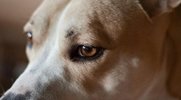 11 Animals You Didn’t Know Are Used for Leather – From Dogs to Horses