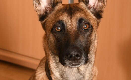 A Belgian Malinois looking into the camera