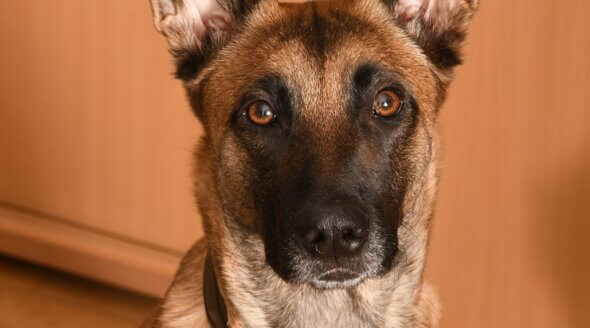 Reasons to Never Buy a Belgian Malinois