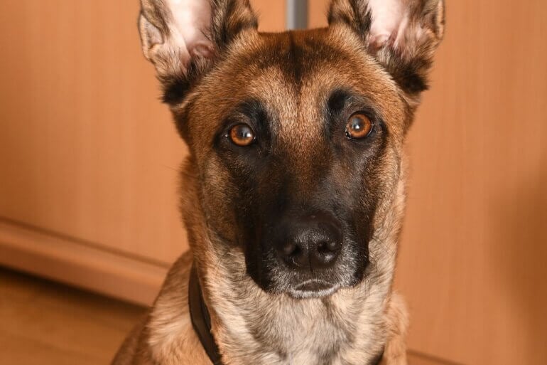 A Belgian Malinois looking into the camera