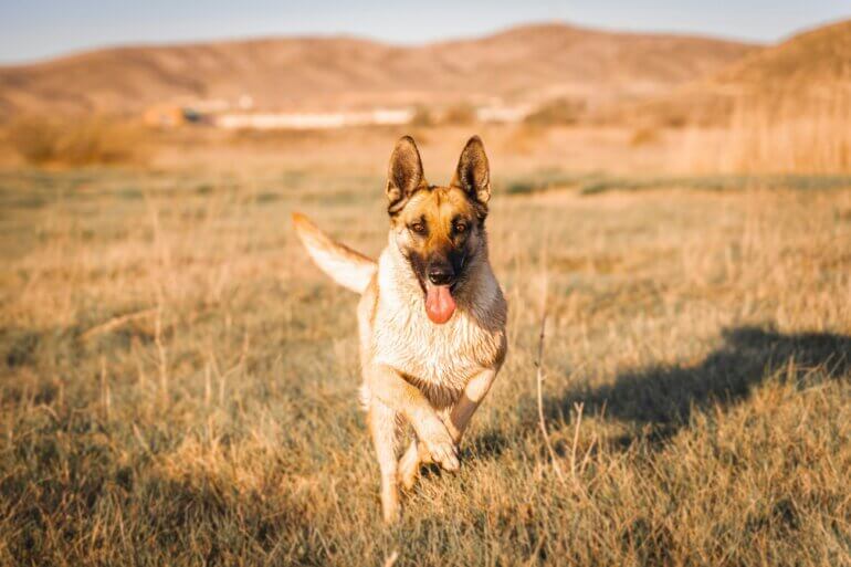 A Belgian Malinois running on grass