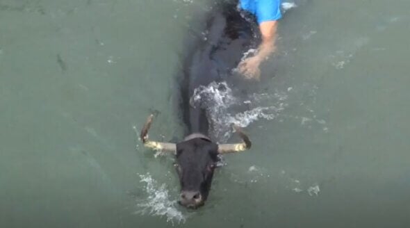 Act Now to Stop Bulls Being Tormented and Chased Into the Sea
