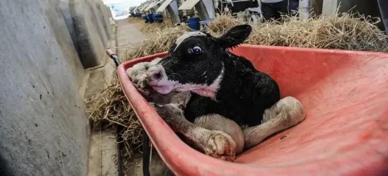 A calf in the dairy industry being taken from their mother in a wheelbarrow