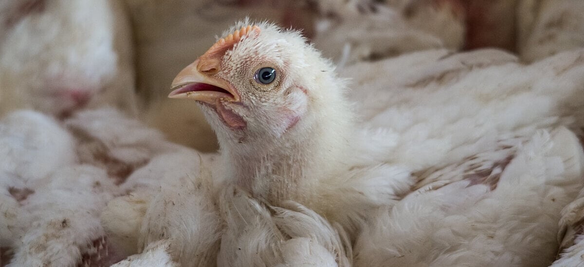 A chicken on a crowded factory farm