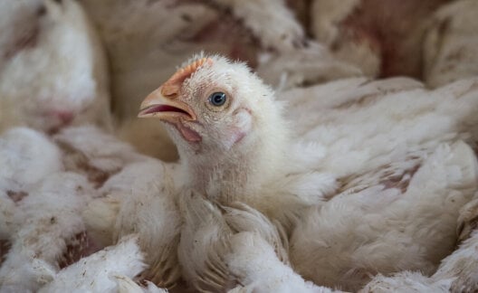 A chicken on a crowded factory farm