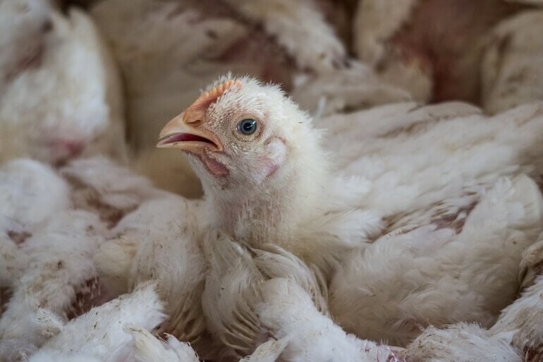 A chicken on a crowded factory farm