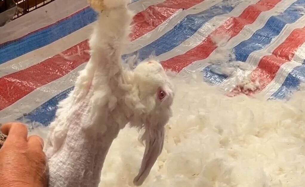 A rabbit having their fur ripped from them in the angora industry