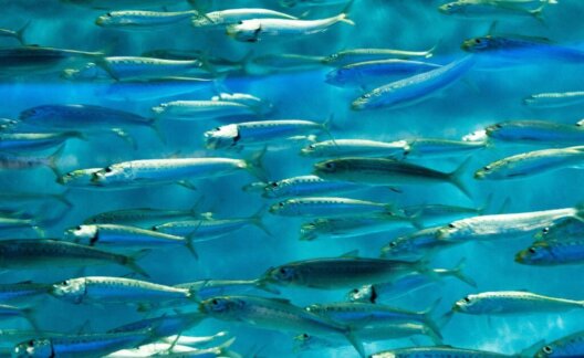 Sardines swimming in the sea