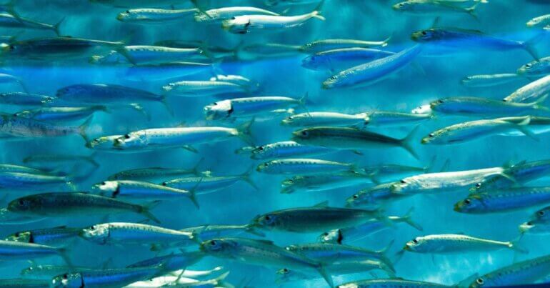 Sardines swimming in the sea