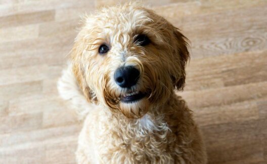 A labradoodle puppy looking at the camera