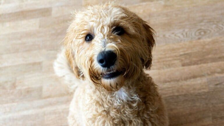 A labradoodle puppy looking at the camera