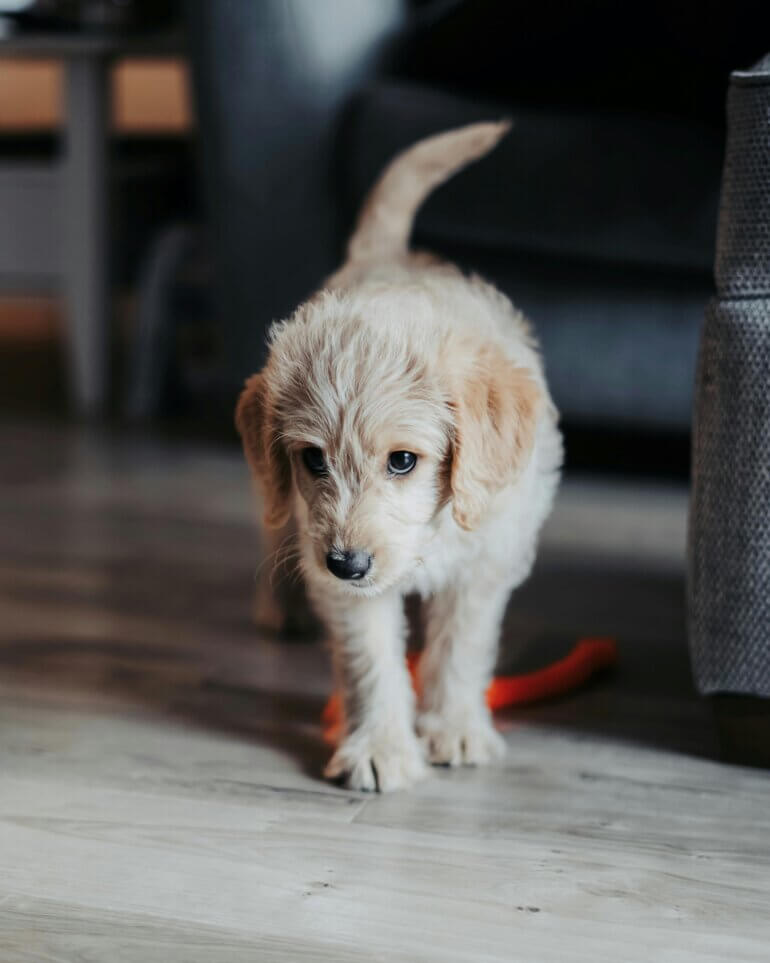 A labradoodle puppy walking inside a home