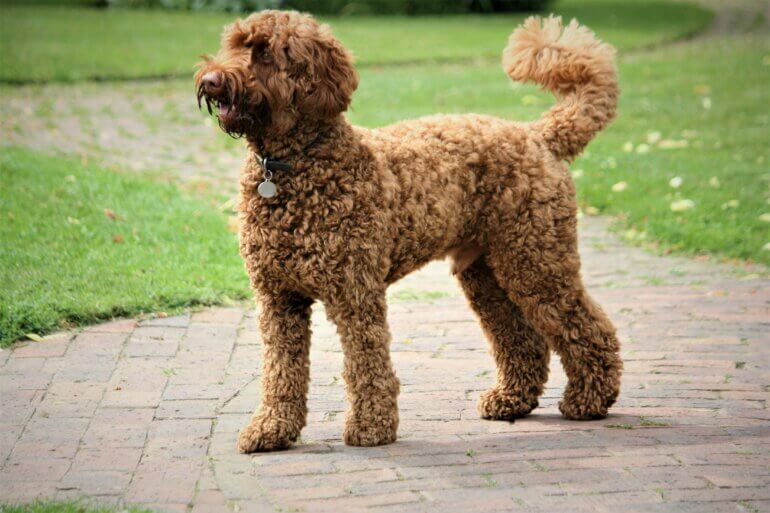 A brown labradoodle standing on green grass