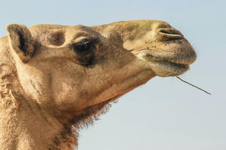The side profile of a camel