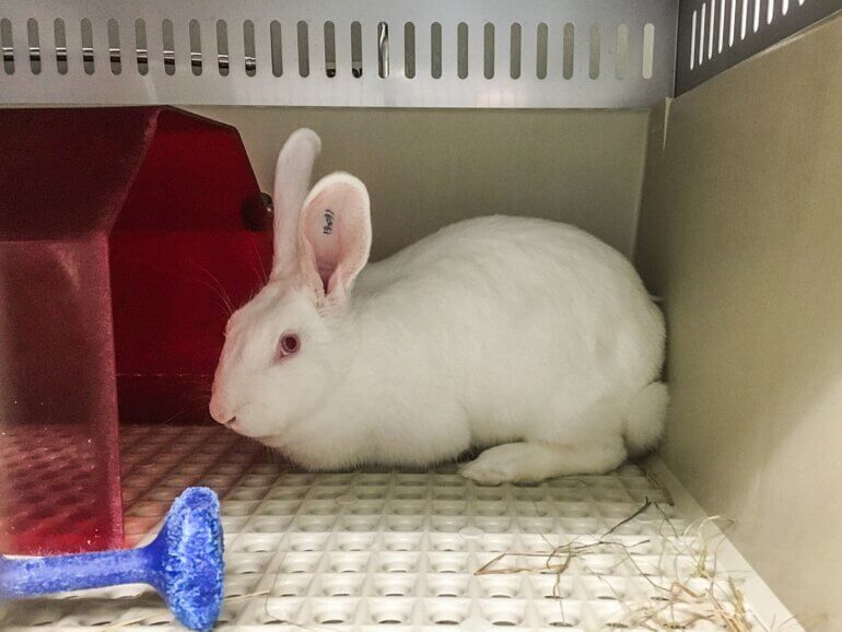 A rabbit used in animal experiments