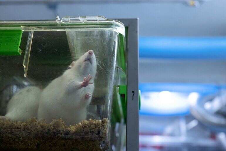 A rat in a cage at a site that experiments on animals