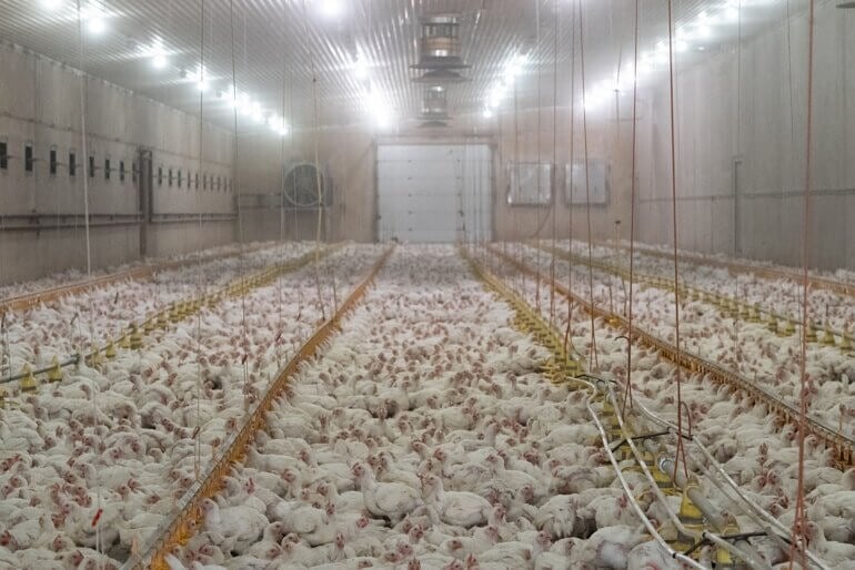 A crowded industrial chicken farm