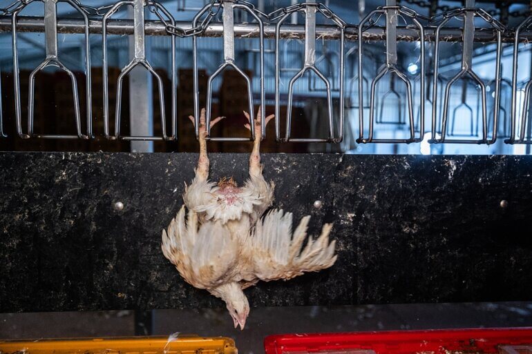 A chicken at the slaughter house being hung upside down