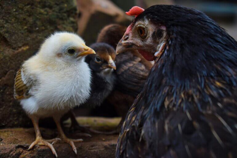 A mother hen looking at her two chicks