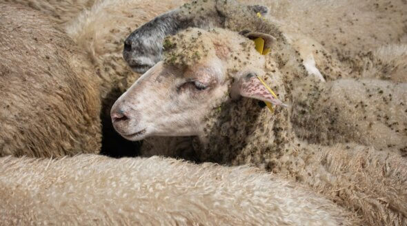 10 Reasons Not to Wear Wool from Sheep, Rabbits, and Other Animals