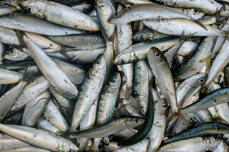 A pile of dead sardines