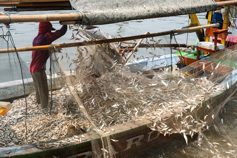 A person fishing for sardines in huge nets