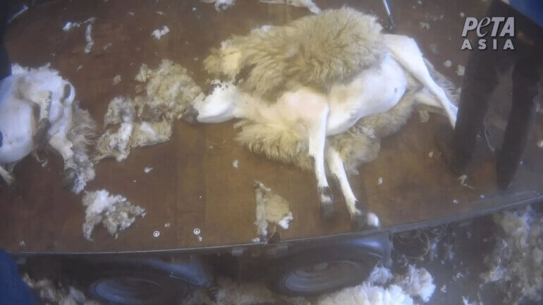 A sheep lying down half way through being shorn