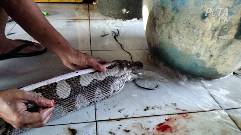 A snake being killed in a leather farm