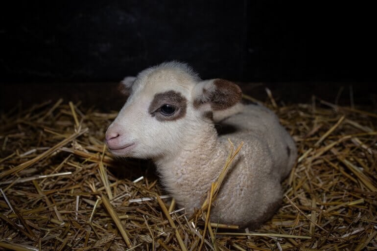 A lab in a dark farm looking at the camera