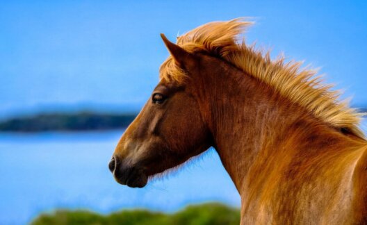 A brown horse in front of a blue sky and lake