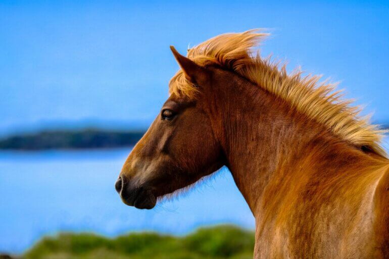 A brown horse in front of a blue sky and lake
