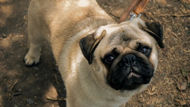 A pug on a walk looking into the camera