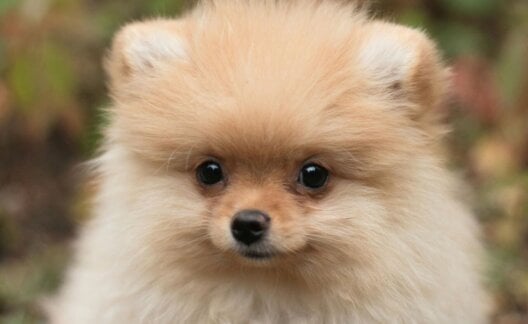 A pomeranian looking into the camera